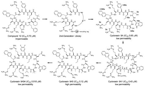 Inhibition of Ras signaling by blocking Ras-effector interactions with cyclic peptides ...