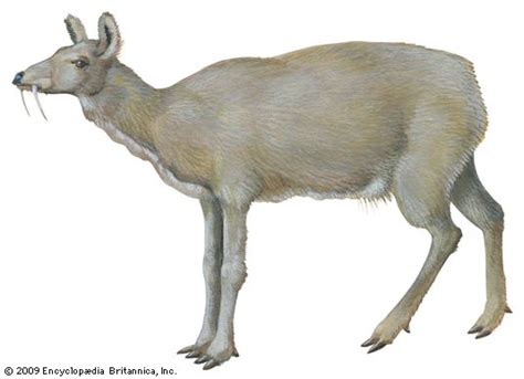 Musk deer | mammal | Britannica.com