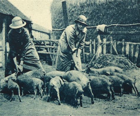 Pigs at Women's Farm Colony, Heathfield