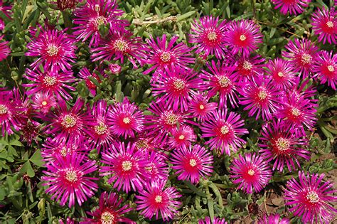 Purple Ice Plant (Delosperma cooperi) in Richmond Fairfax Loudoun ...