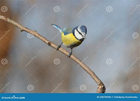 Close-up Photo of a Blue Tit Stock Photo - Image of beak, habitat ...