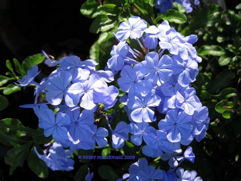 PlantFiles Pictures: Plumbago, Cape Leadwort 'Imperial Blue' (Plumbago auriculata) by xxjohnxx