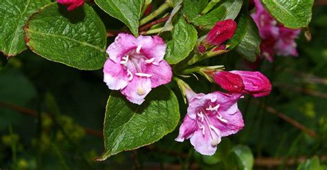 Weigela Care Guide: How To Grow Weigela | DIY Garden