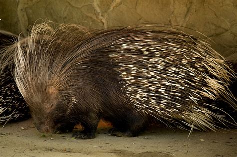 PUERCOESPÍN SUDAFRICANO (Hystrix africaeaustralis) - Zoobotánico Jerez