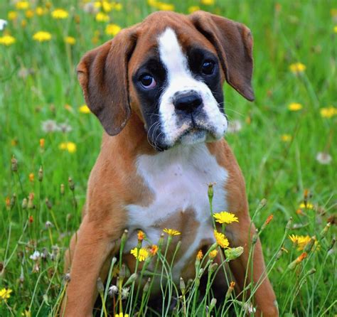 10 Best Boxer Dog Names