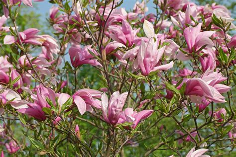 Magnolia liliiflora cv.