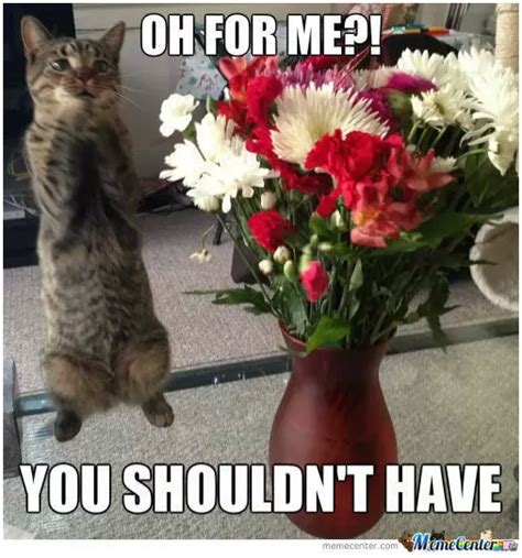 Oh for me?! You should't have! #meme #cat #flowers | Flower Memes | Pinterest | Cats, Animals ...