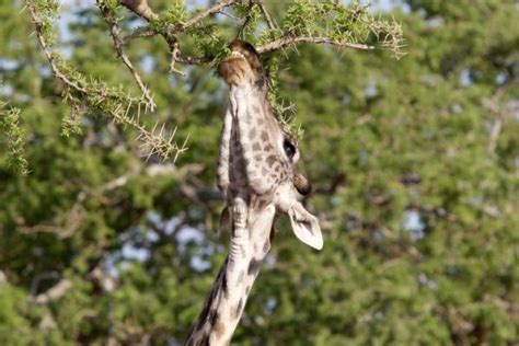 Giraffe Diet - What Do Giraffes Eat and How Do They Digest It?