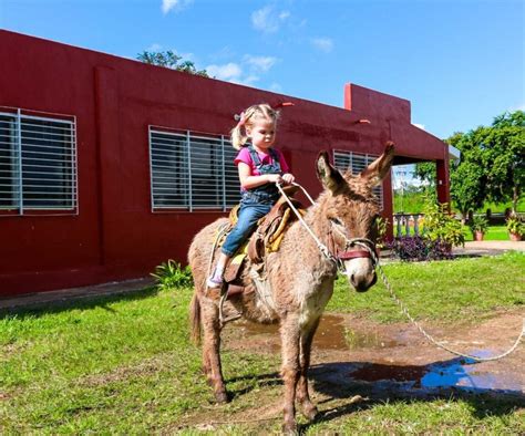 Can You Ride a Donkey: How to Train them for Riding? - Equine Desire