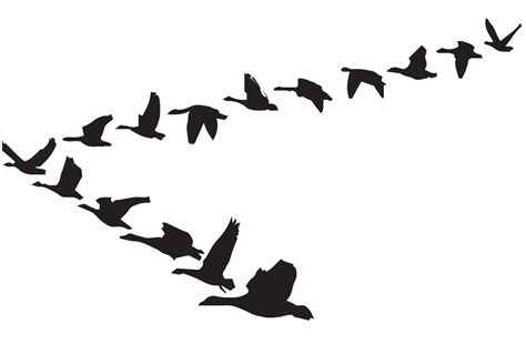 Goose Clip art Bird Flight Vector graphics - goose png download - 1200*786 - Free Transparent ...