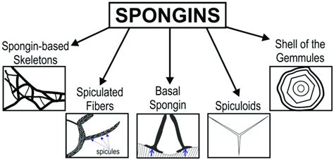 Diversity of spongins according to [43]. | Download Scientific Diagram