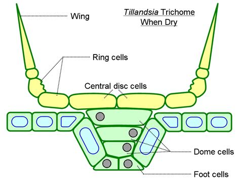 Trichomes and Papillae