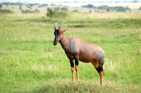 Topi Antelope Standing on the African Plains Stock Image - Image of ...