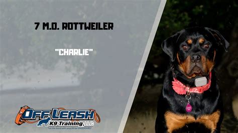 ROTTWEILER / DOG TRAINING - YouTube