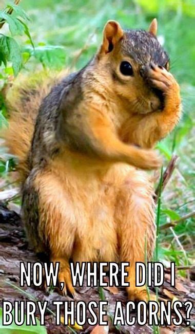 Pin by Pam Brundage on Just Sayin' | Squirrel funny, Cute squirrel, Animals