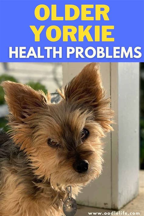 Common Older Yorkie Health Problems - Oodle Life