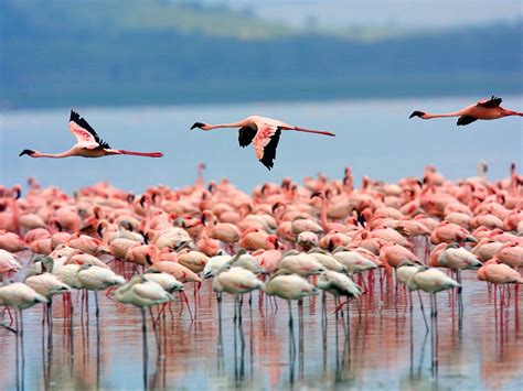 Flamingos-Lake Nakuru National Park-Kenya Wallpaper