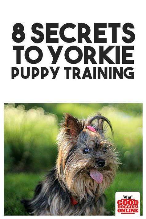 The 8 Secrets To Yorkie Puppy Training - Good Doggies Online | Yorkie puppy training, Puppy ...