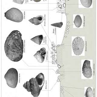 -Reconstruction of the sea bottom environment. | Download Scientific ...