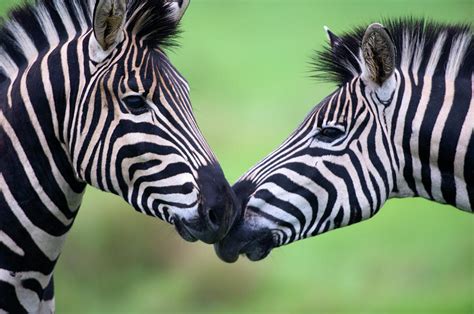 Plains zebra - mainws