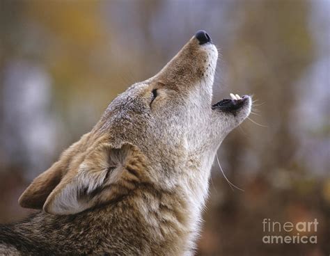 Howling Coyote Photograph