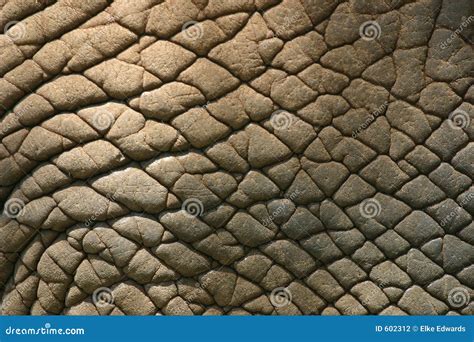 Elephant Skin stock photo. Image of nature, cracked, skin - 602312