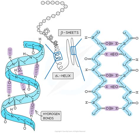 The Four Levels of Protein Structures (2.3.2) | CIE A Level Biology Revision Notes 2019 | Save ...