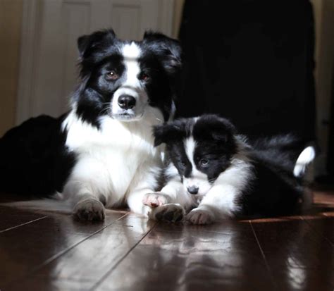 Miniature Border Collie Puppies For Sale - PetsWall