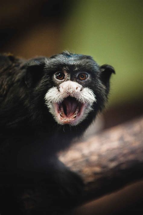 11 Incredible Amazon Rainforest Monkeys • I Heart Brazil