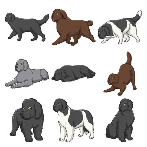 Newfoundland Dogs Clipart Vector Bundle - FriendlyStock