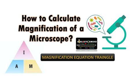 How to calculate Magnification of Microscope using Magnification ...