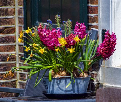 Flowers In A Tin Planter Free Stock Photo - Public Domain Pictures