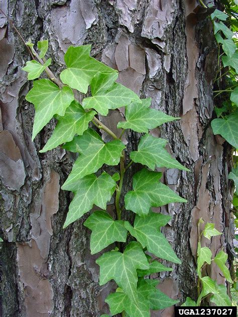 English ivy (Hedera helix)