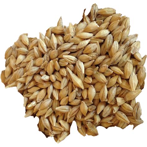 Barley PNG Transparent Images, Pictures, Photos | PNG Arts