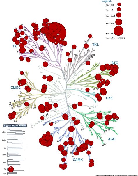 Kinome Render: a stand-alone and web-accessible tool to annotate the human protein kinome tree ...