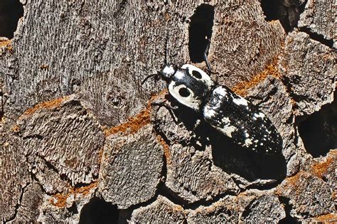 Big Black Beetles in Arizona: What Could It Be? - A-Z Animals