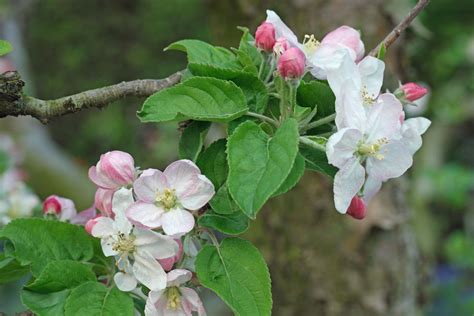 Malus domestica cv.