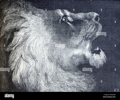 Atlas Lion High Resolution Stock Photography and Images - Alamy