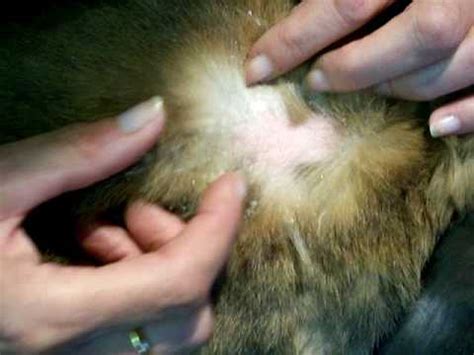 Bobtails Rescue: Rabbits and Mites - what to look for - YouTube