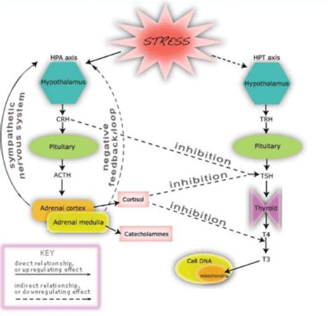 There's No Protocol to Healing Hormones, You Have to Learn Your Body