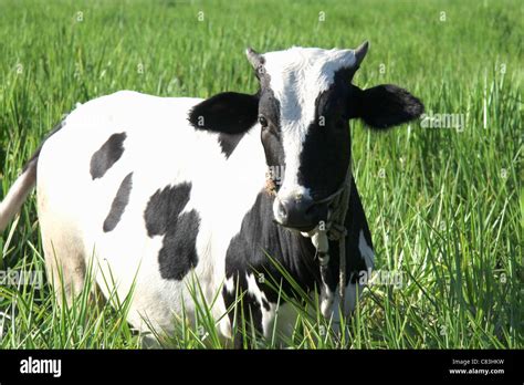 Black white jersey cow hi-res stock photography and images - Alamy