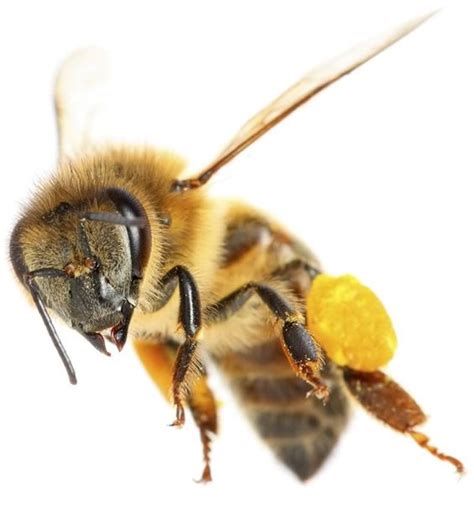 9 Things You Didn’t Know about Pollinators | Bee pollen, Anatomy and The o'jays