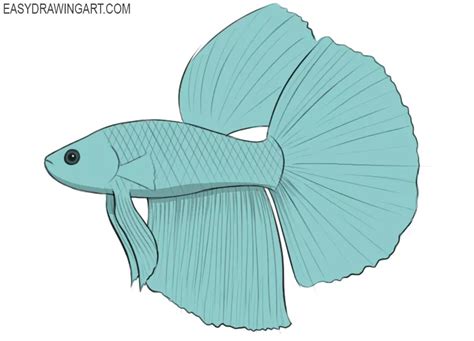 How to Draw a Betta Fish - Easy Drawing Art