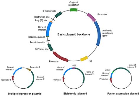 Pharmaceutics | Free Full-Text | Plasmid DNA for Therapeutic Applications in Cancer