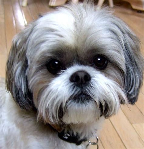 Discover These 10 Grooming Style Tips For A Jumping, Delighted Puppy | Shih tzu grooming, Shih ...