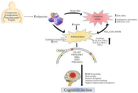 Antioxidants | Free Full-Text | The Role of Oxidative Stress and Inflammation in Obesity and Its ...