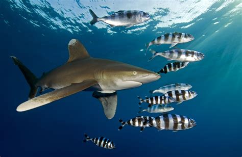 Explore the Red Sea with Dive Ninjas Project Shark Trip - October 2021