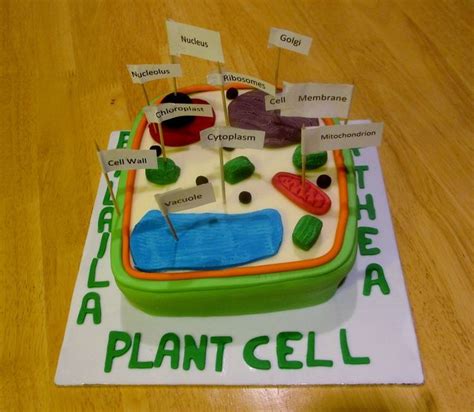 f7255905017b18a8014c7de1b3206dbe.jpg 750×653 pixels | Plant cell model, Edible cell project ...