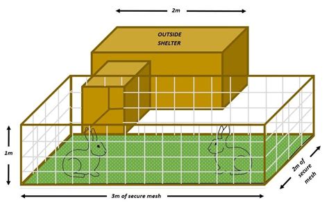 Rabbit space requirements | Croft Vets