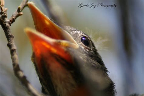 Gentle Joy Photography: Baby Birds and Baby Humans